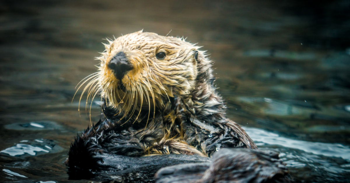 Monterey Sea Otter
