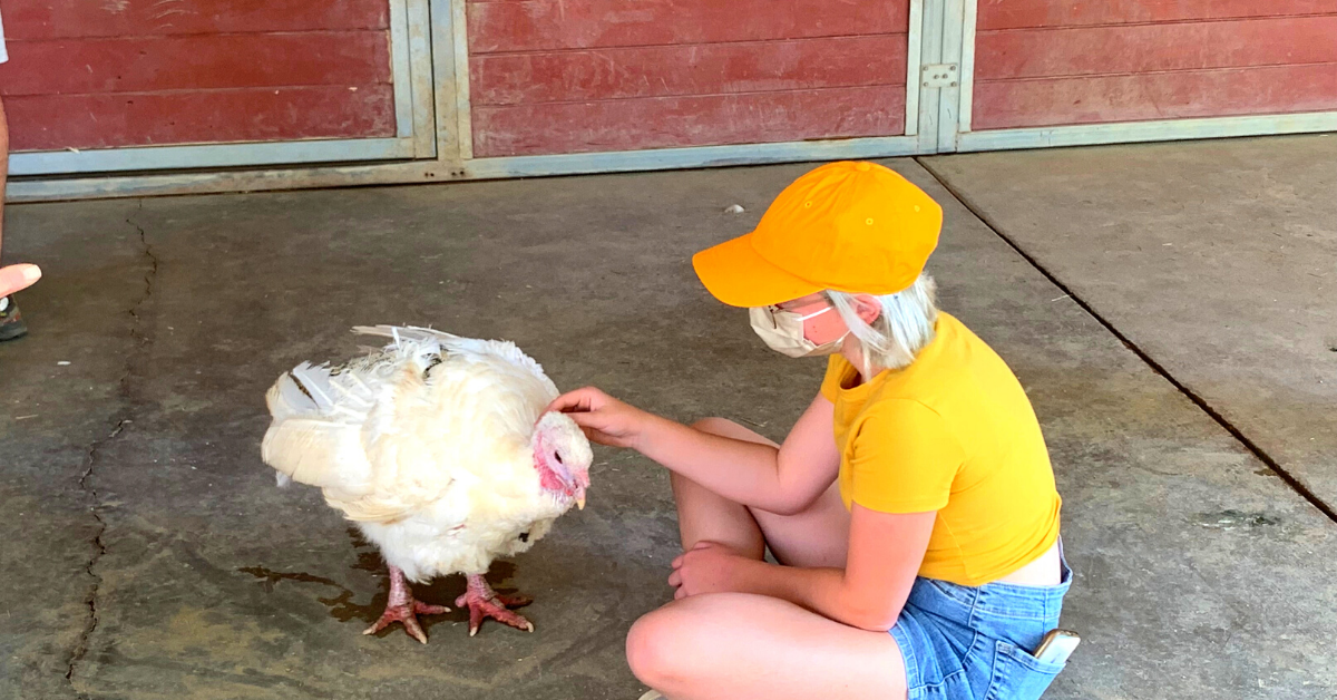 A child petting a chicken Description automatically generated with medium confidence