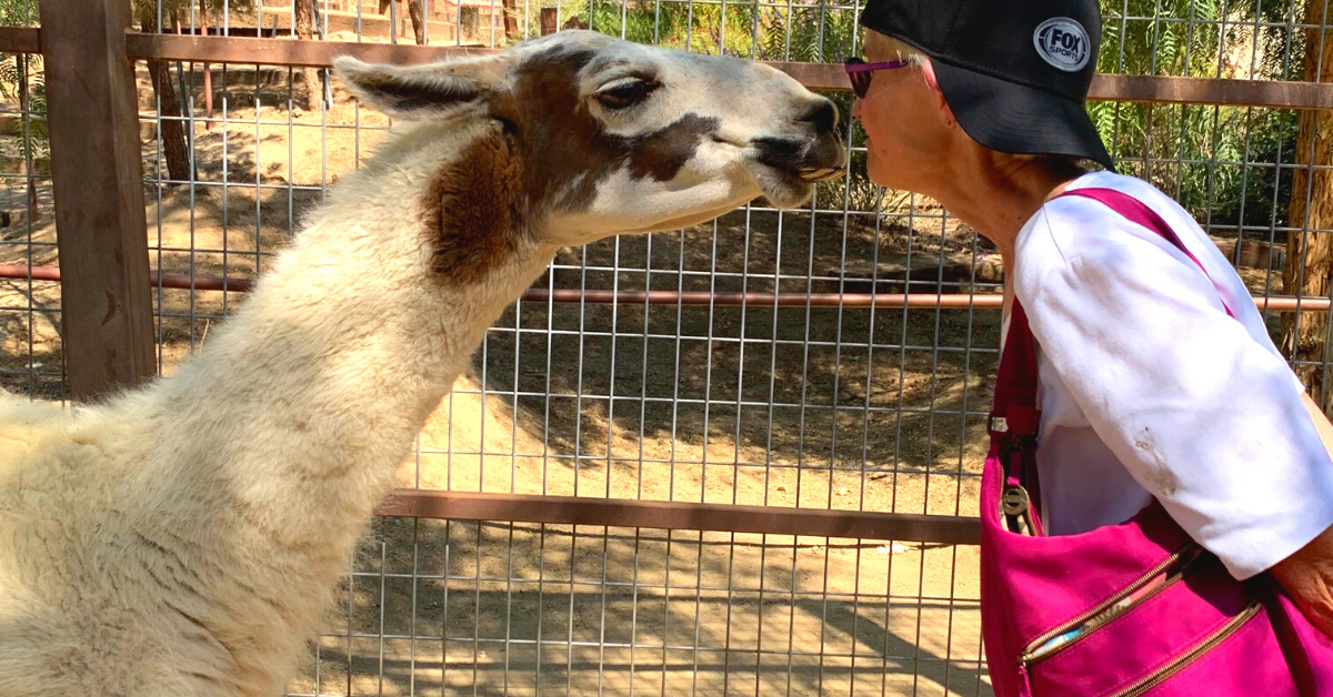 A person kissing a llama Description automatically generated with medium confidence