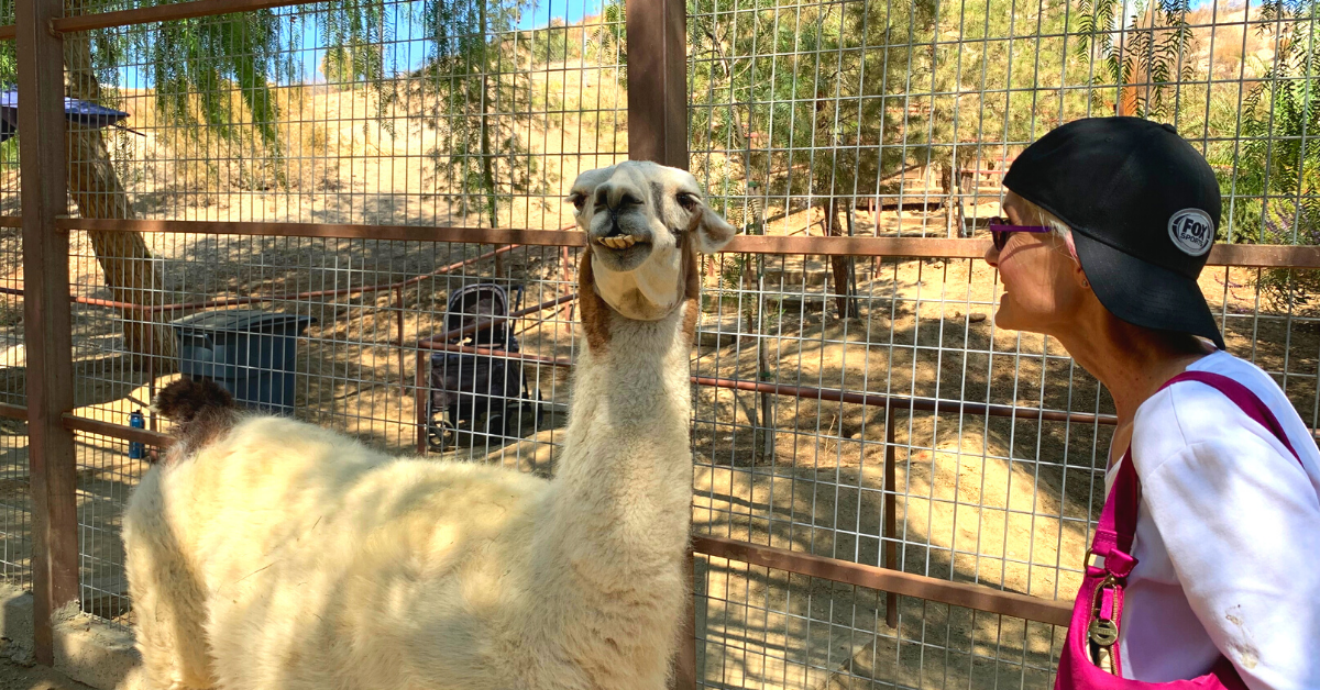 A person looking at a llama Description automatically generated with low confidence